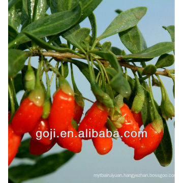 2013 new crop GOJI BERRIES